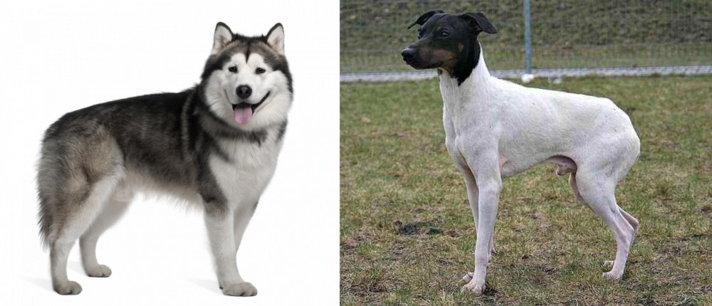 Japanese Terrier vs Alaskan Malamute - Breed Comparison