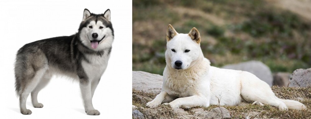 Jindo vs Alaskan Malamute - Breed Comparison