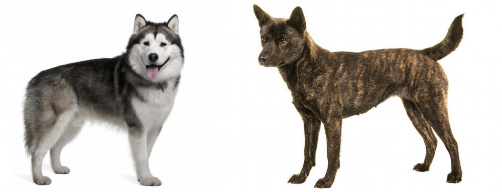 Kai Ken vs Alaskan Malamute - Breed Comparison