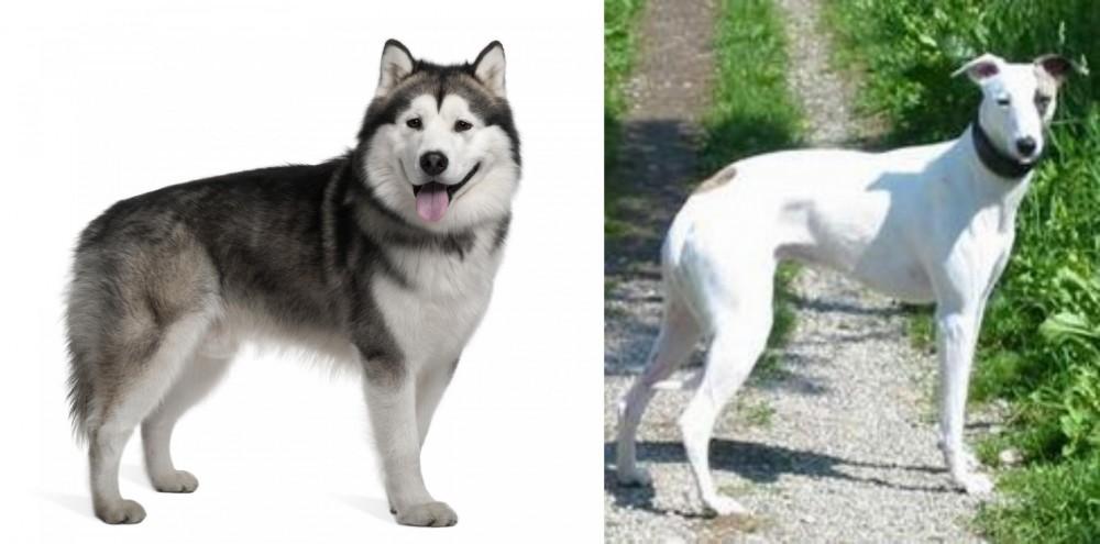 Kaikadi vs Alaskan Malamute - Breed Comparison