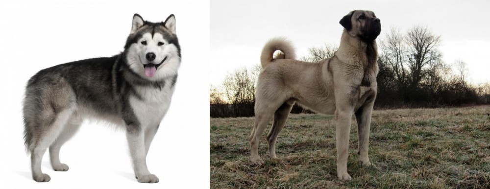 Kangal Dog vs Alaskan Malamute - Breed Comparison