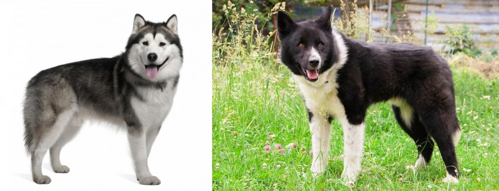 Karelian Bear Dog vs Alaskan Malamute - Breed Comparison