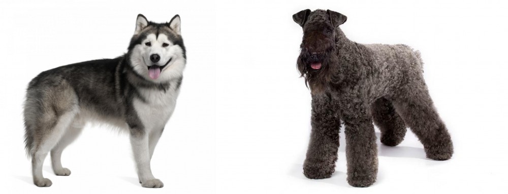 Kerry Blue Terrier vs Alaskan Malamute - Breed Comparison