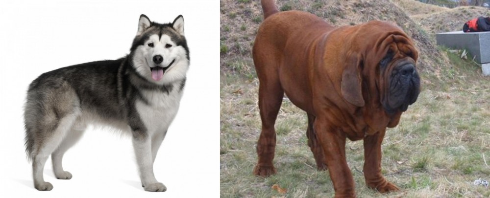 Korean Mastiff vs Alaskan Malamute - Breed Comparison