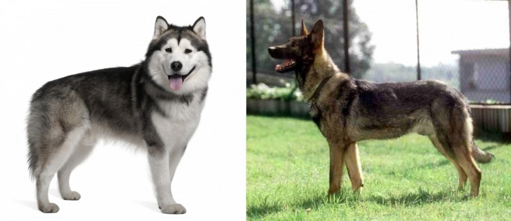 Kunming Dog vs Alaskan Malamute - Breed Comparison