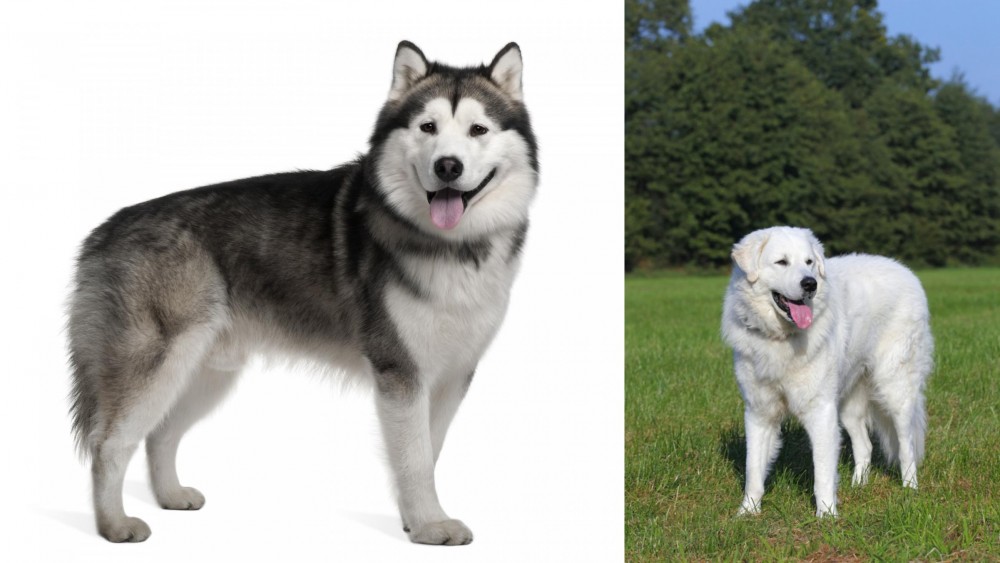 Kuvasz vs Alaskan Malamute - Breed Comparison