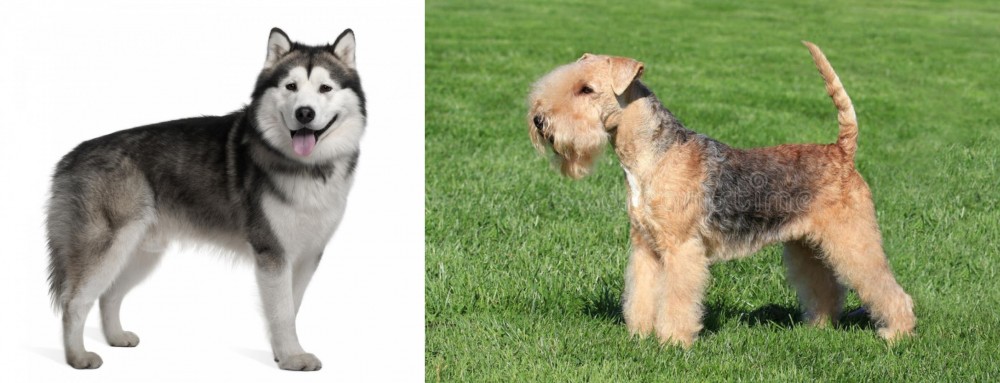 Lakeland Terrier vs Alaskan Malamute - Breed Comparison