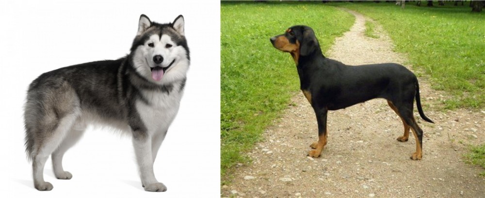 Latvian Hound vs Alaskan Malamute - Breed Comparison