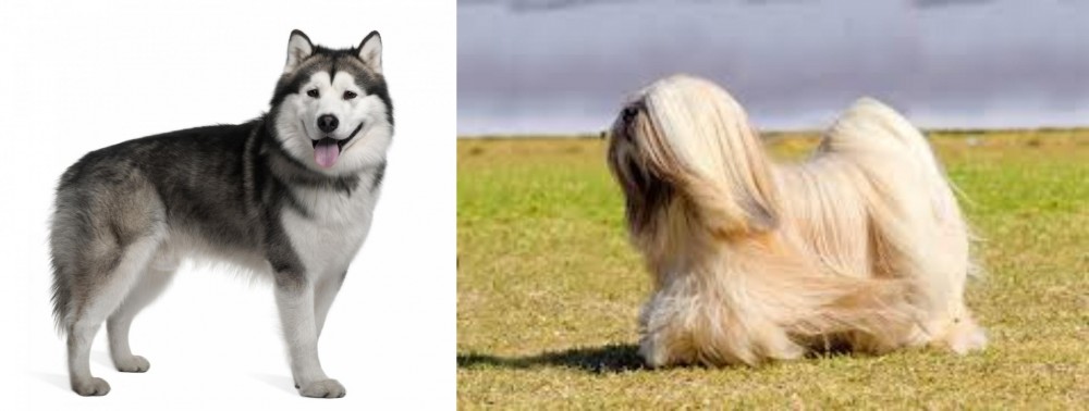 Lhasa Apso vs Alaskan Malamute - Breed Comparison