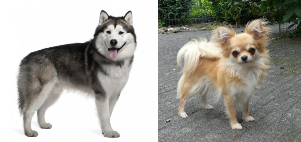 Long Haired Chihuahua vs Alaskan Malamute - Breed Comparison