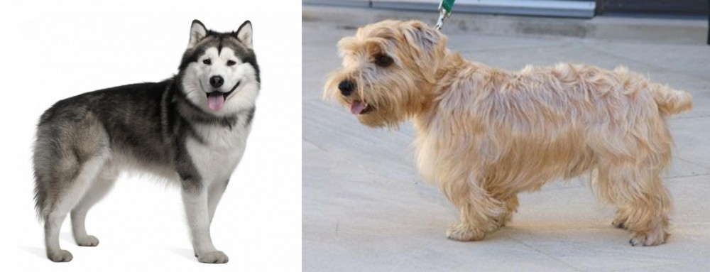 Lucas Terrier vs Alaskan Malamute - Breed Comparison