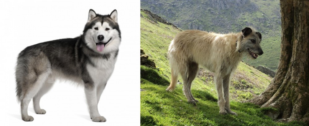 Lurcher vs Alaskan Malamute - Breed Comparison
