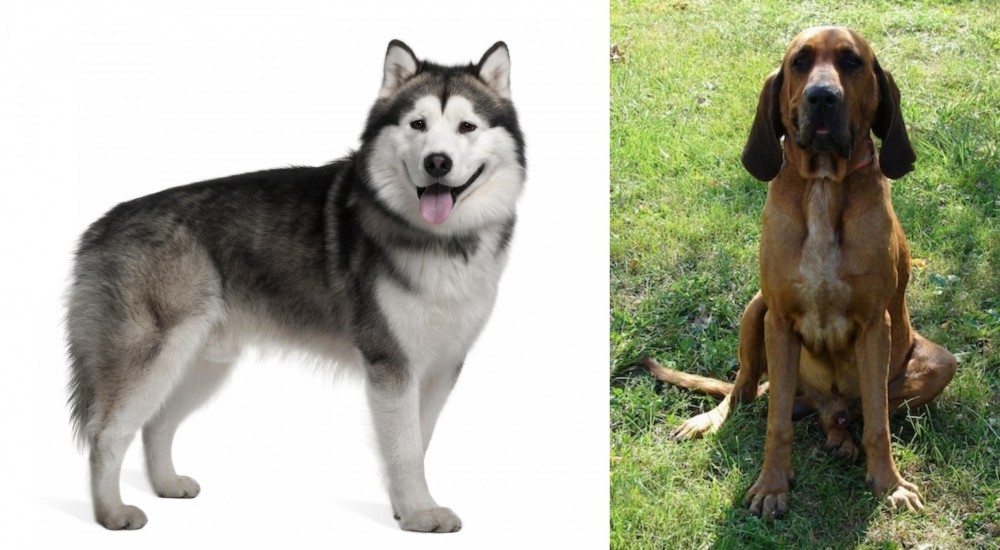 Majestic Tree Hound vs Alaskan Malamute - Breed Comparison