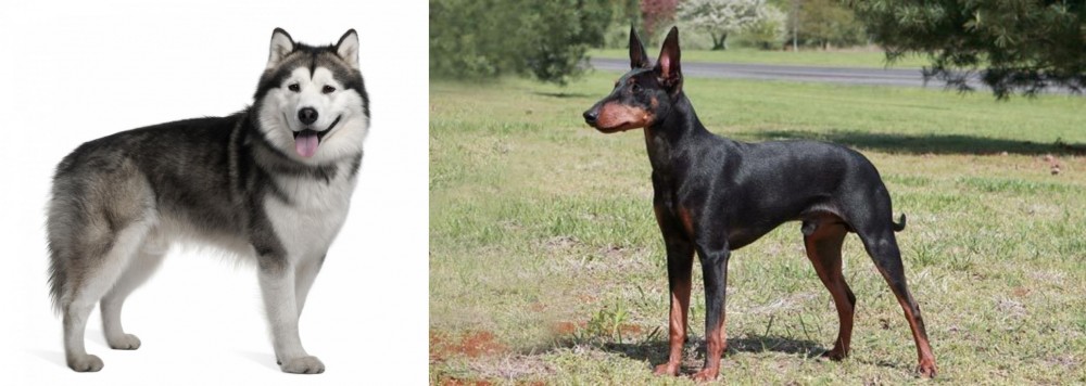 Manchester Terrier vs Alaskan Malamute - Breed Comparison
