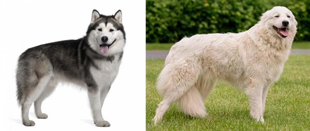 Maremma Sheepdog vs Alaskan Malamute - Breed Comparison