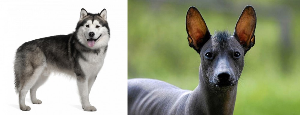 Mexican Hairless vs Alaskan Malamute - Breed Comparison