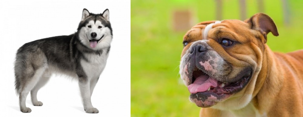 Miniature English Bulldog vs Alaskan Malamute - Breed Comparison