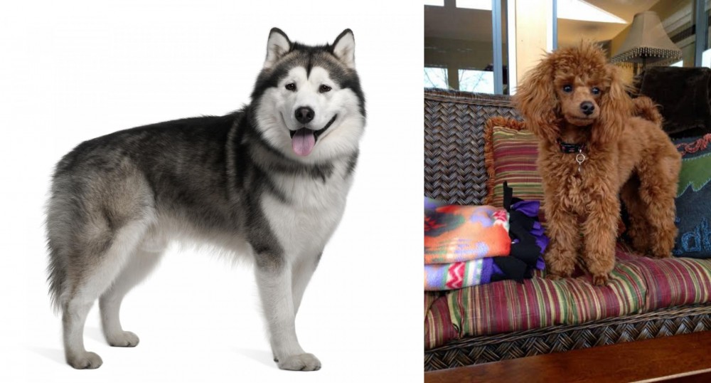 Miniature Poodle vs Alaskan Malamute - Breed Comparison