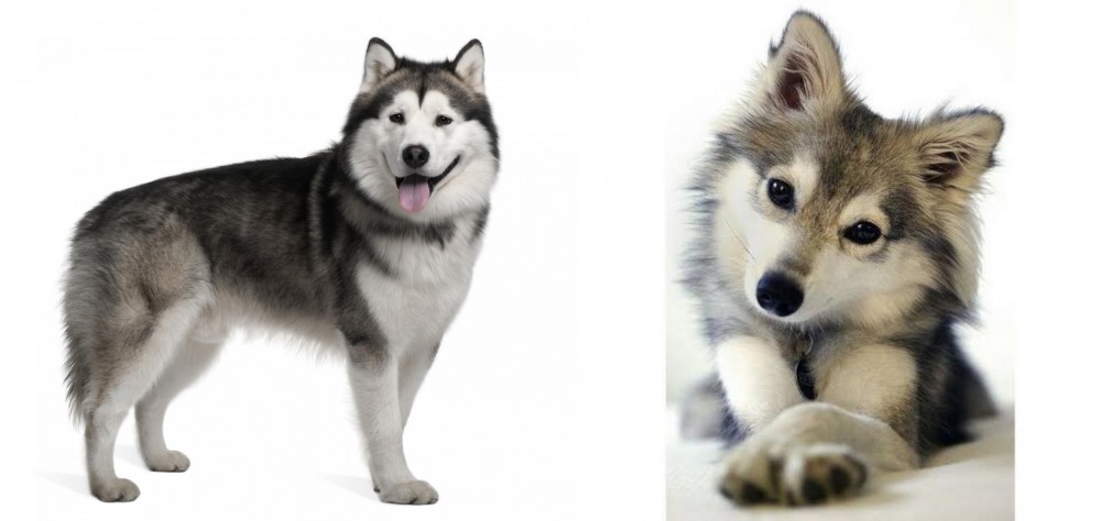 Miniature Siberian Husky vs Alaskan Malamute - Breed Comparison