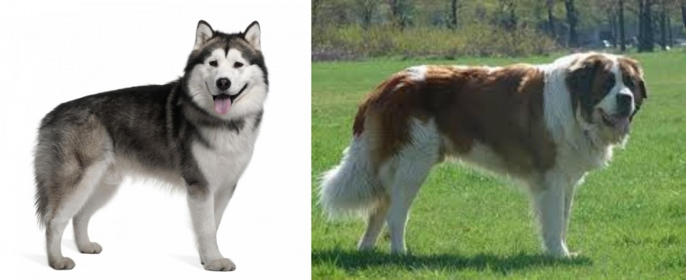 Moscow Watchdog vs Alaskan Malamute - Breed Comparison