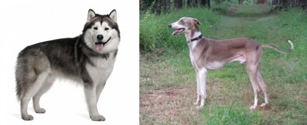 Mudhol Hound vs Alaskan Malamute - Breed Comparison