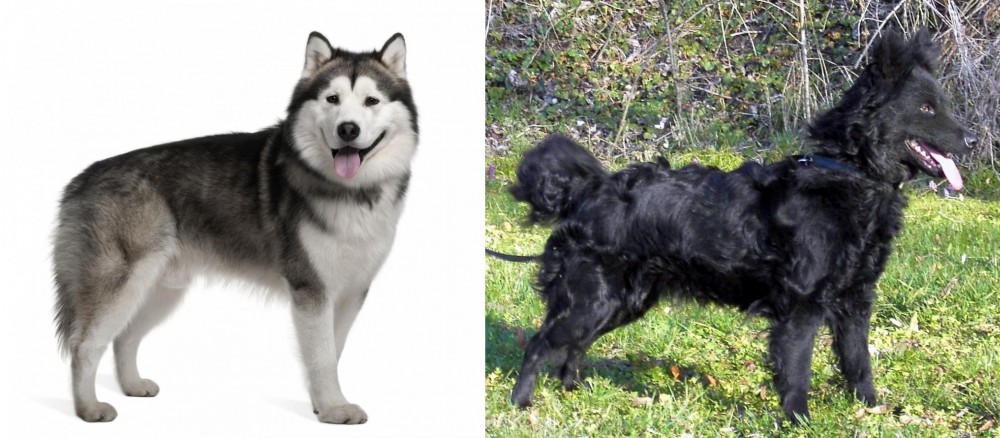 Mudi vs Alaskan Malamute - Breed Comparison