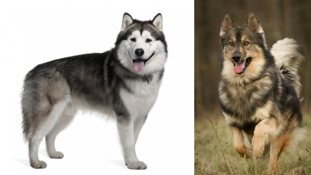 Native American Indian Dog vs Alaskan Malamute - Breed Comparison