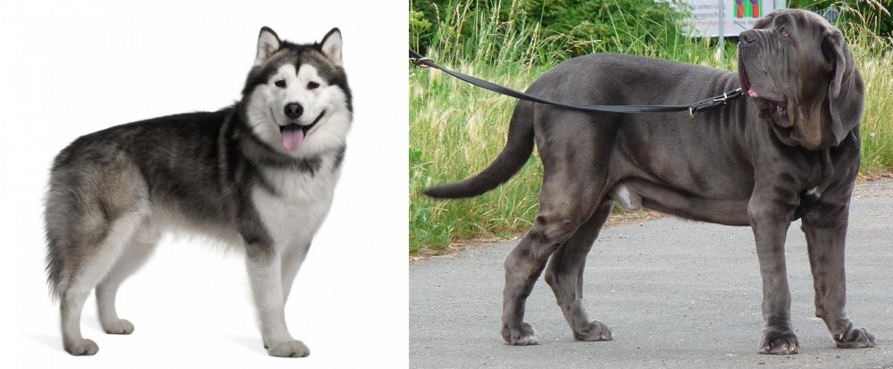 Neapolitan Mastiff vs Alaskan Malamute - Breed Comparison