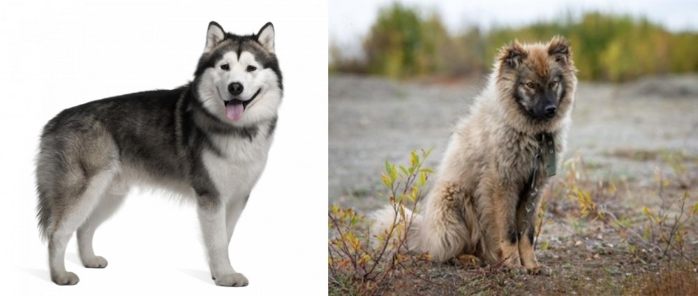 Nenets Herding Laika vs Alaskan Malamute - Breed Comparison