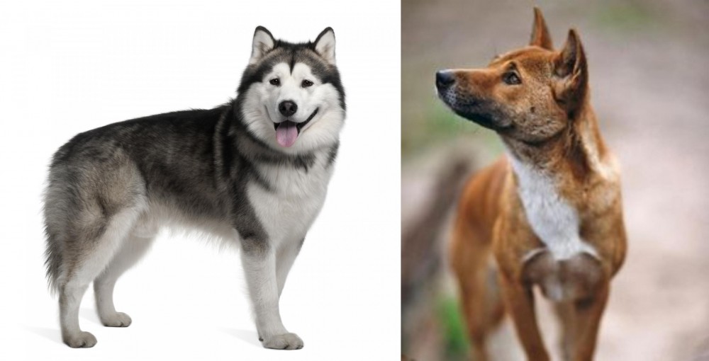 New Guinea Singing Dog vs Alaskan Malamute - Breed Comparison
