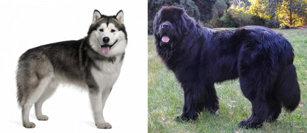 Newfoundland Dog vs Alaskan Malamute - Breed Comparison