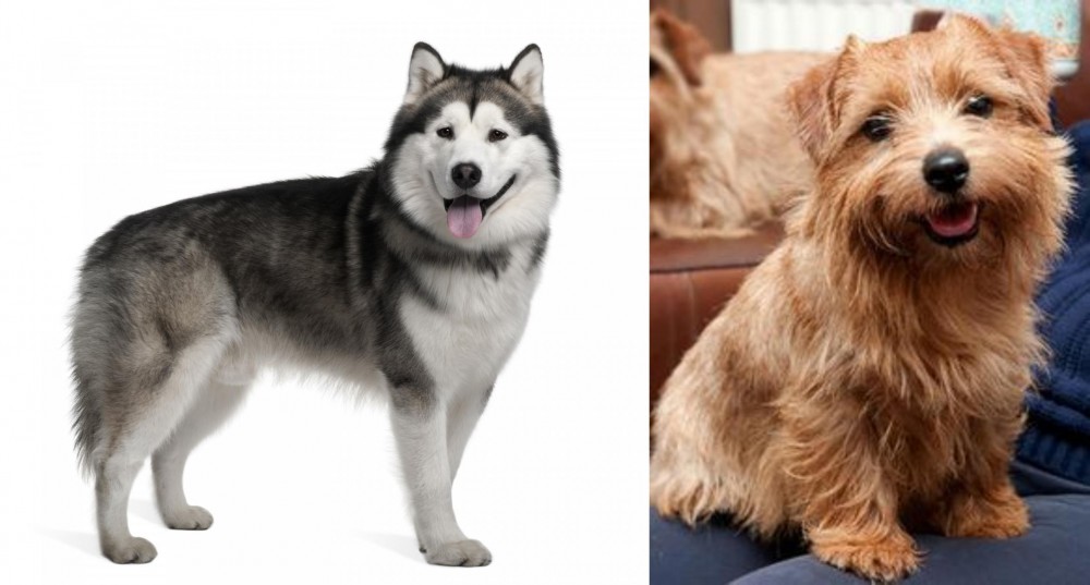 Norfolk Terrier vs Alaskan Malamute - Breed Comparison