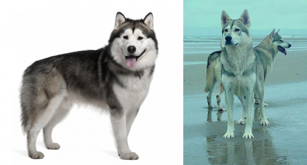 Northern Inuit Dog vs Alaskan Malamute - Breed Comparison