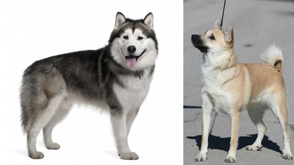 Norwegian Buhund vs Alaskan Malamute - Breed Comparison