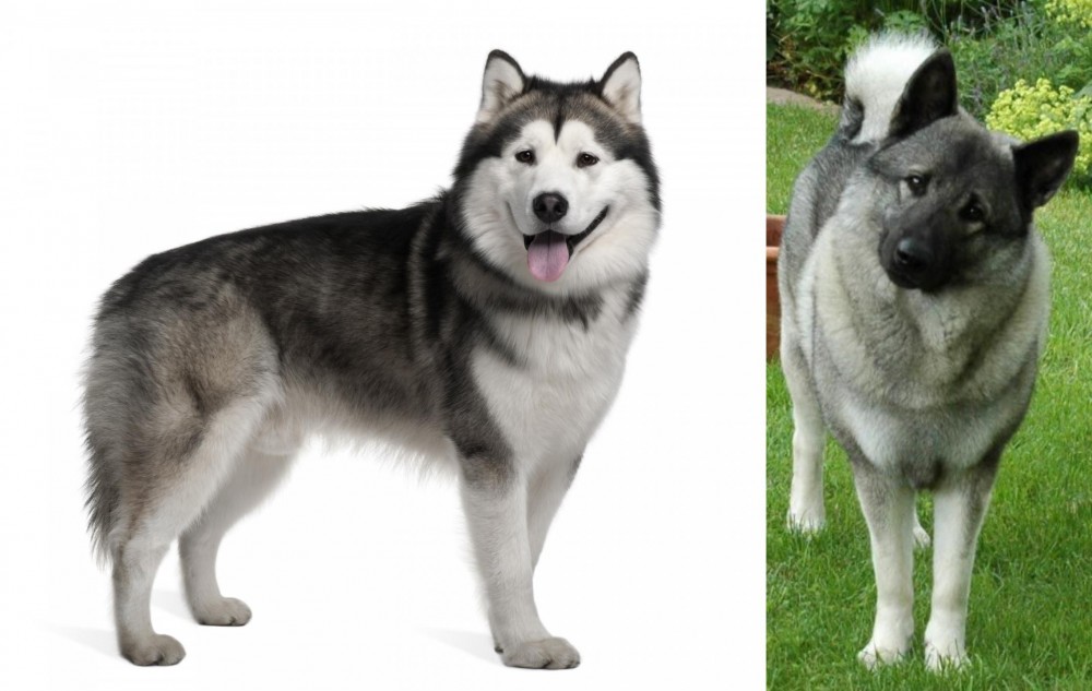Norwegian Elkhound vs Alaskan Malamute - Breed Comparison