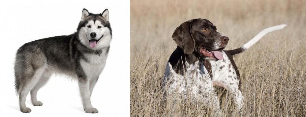 Old Danish Pointer vs Alaskan Malamute - Breed Comparison