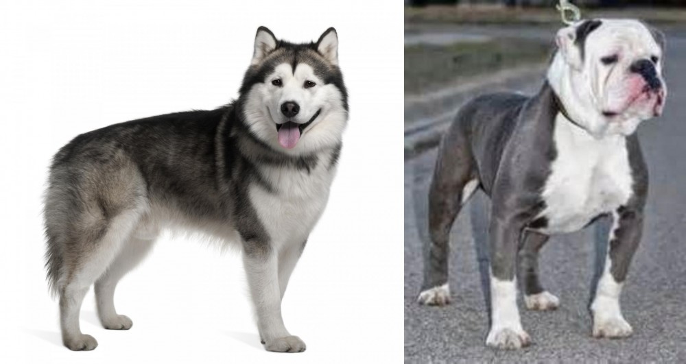 Old English Bulldog vs Alaskan Malamute - Breed Comparison