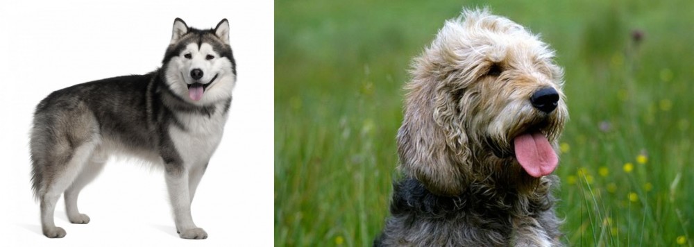 Otterhound vs Alaskan Malamute - Breed Comparison