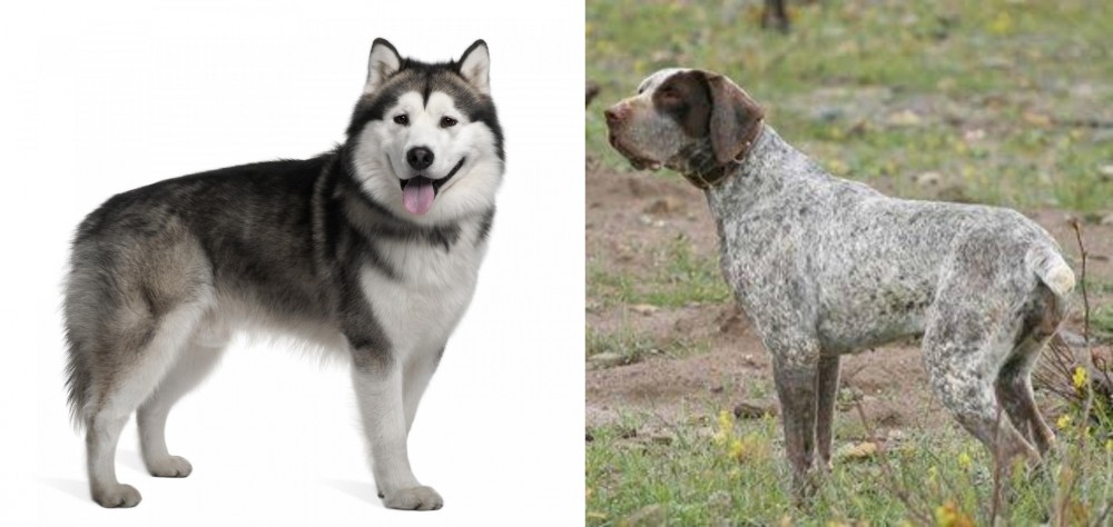 Perdiguero de Burgos vs Alaskan Malamute - Breed Comparison