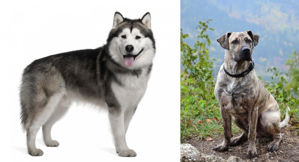 Perro Cimarron vs Alaskan Malamute - Breed Comparison