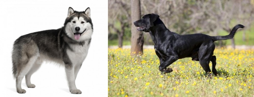 Perro de Pastor Mallorquin vs Alaskan Malamute - Breed Comparison