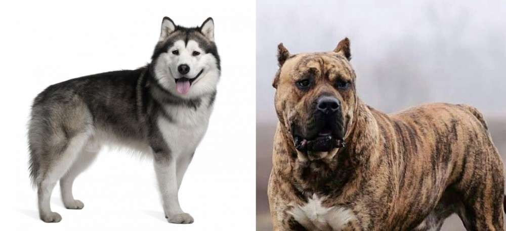 Perro de Presa Canario vs Alaskan Malamute - Breed Comparison
