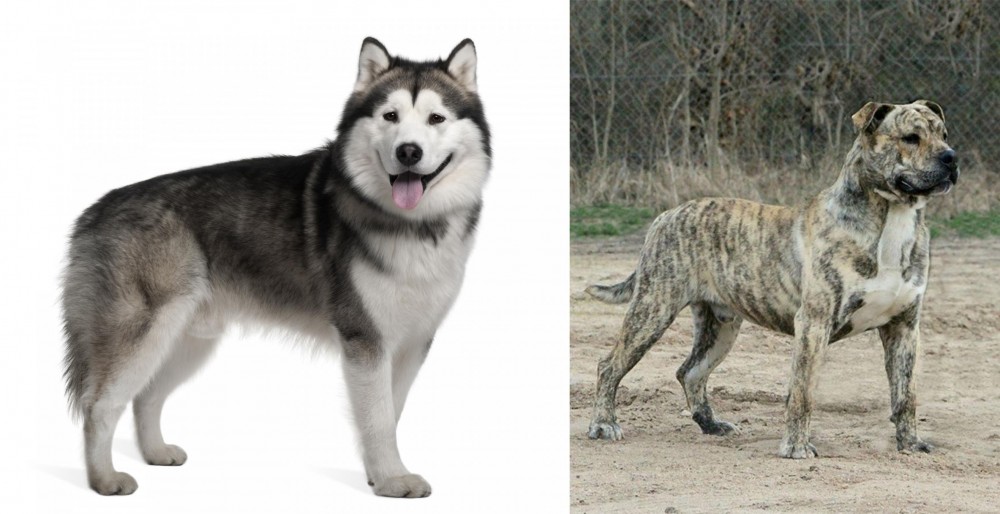 Perro de Presa Mallorquin vs Alaskan Malamute - Breed Comparison
