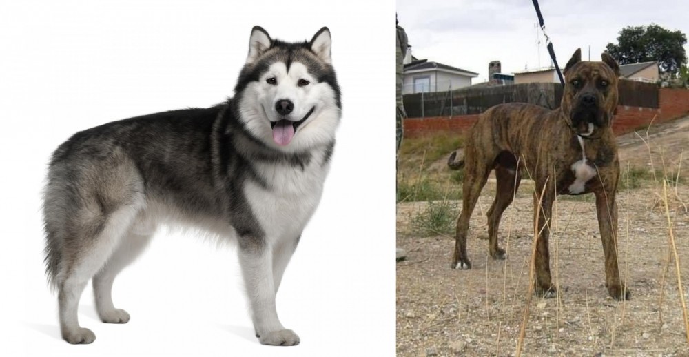 Perro de Toro vs Alaskan Malamute - Breed Comparison