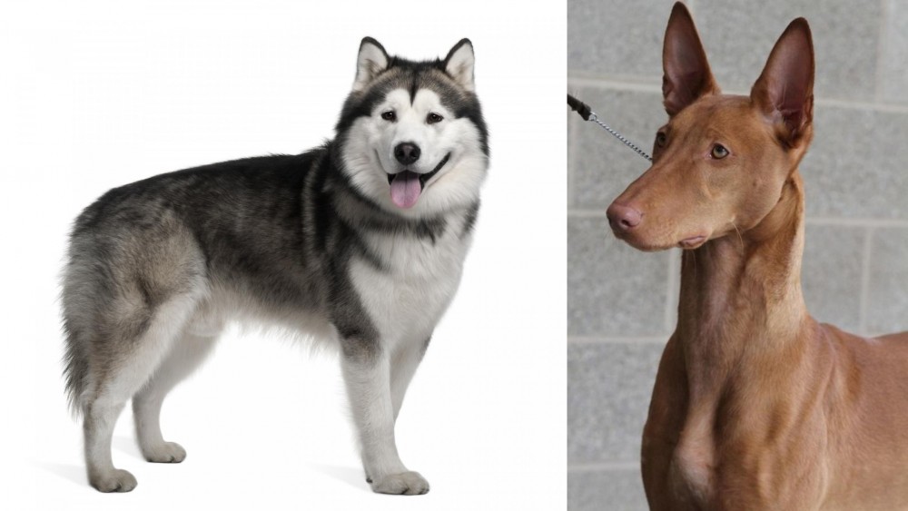 Pharaoh Hound vs Alaskan Malamute - Breed Comparison