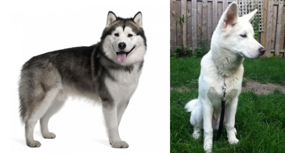 Phung San vs Alaskan Malamute - Breed Comparison