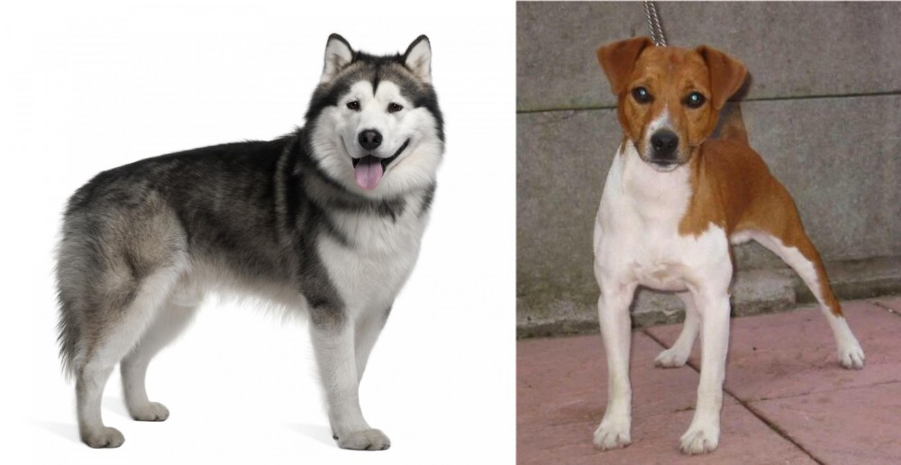 Plummer Terrier vs Alaskan Malamute - Breed Comparison