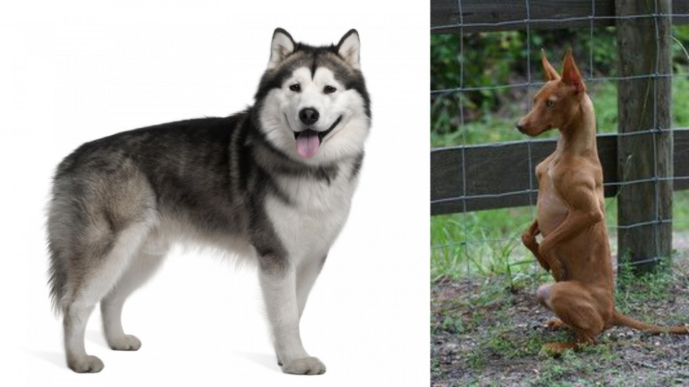 Podenco Andaluz vs Alaskan Malamute - Breed Comparison