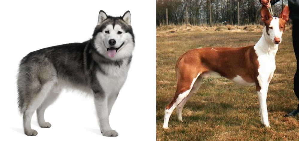 Podenco Canario vs Alaskan Malamute - Breed Comparison