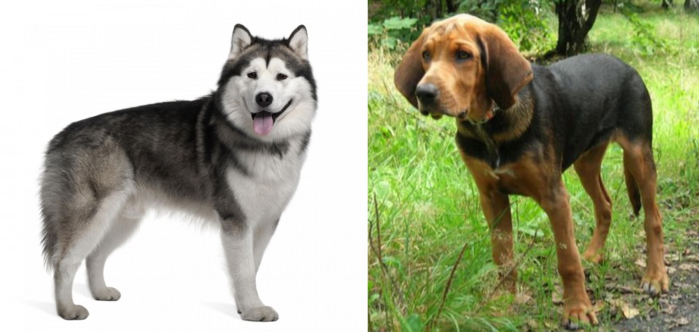 Polish Hound vs Alaskan Malamute - Breed Comparison